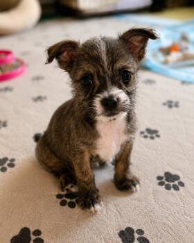 Jade -  Shih Tzu Dog for Adoption in Douglasville, Georgia - Jade | PetCurious
