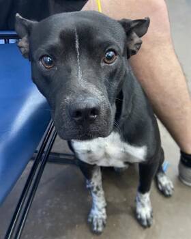 TOM TOM -  Mixed Breed Dog for Adoption in Dallas, Texas - TOM TOM | PetCurious
