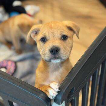 Mixed Breed Dogs Available for Adoption - SHAGGY | PetCurious