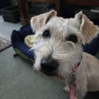 Rosco *Adoption Pending* -  Schnauzer Dog for Adoption - Rosco *Adoption Pending* | PetCurious