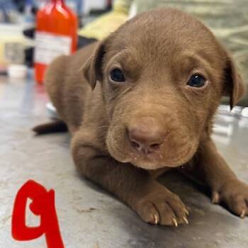 Cupboard -  Mixed Breed Dog for Adoption in Wappingers Falls, New York - Cupboard | PetCurious