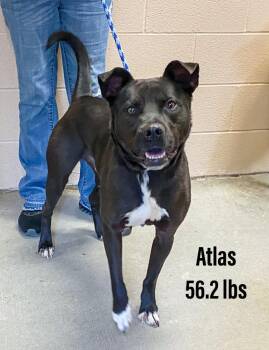Staffordshire Bull Terrier and Labrador Retriever Dogs Available for Adoption - Atlas | PetCurious