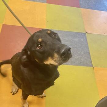 Nasco -  Mixed Breed Dog for Adoption in Philadelphia, Pennsylvania - Nasco | PetCurious
