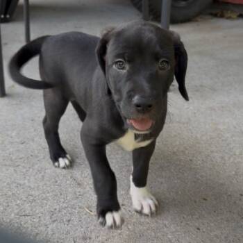 Ursula -  Labrador Retriever and Mastiff Dog for Adoption in Lynchburg, Virginia - Ursula | PetCurious