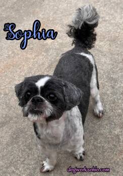 Sophia -  Shih Tzu Dog for Adoption in Toledo, Ohio - Sophia | PetCurious