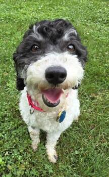 Gladys -  Poodle Dog for Adoption in Malvern, Pennsylvania - Gladys | PetCurious