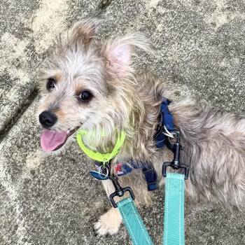 Toto -  Yorkshire Terrier Dog for Adoption in Fort Lauderdale, Florida - Toto | PetCurious