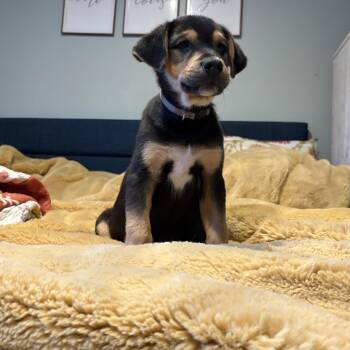 Radar -  Rottweiler Dog for Adoption in Carmel Hamlet, New York - Radar | PetCurious