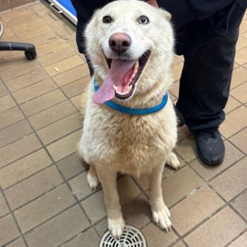 Coconut -  Husky Dog for Adoption in Birmingham, Alabama - Coconut | PetCurious