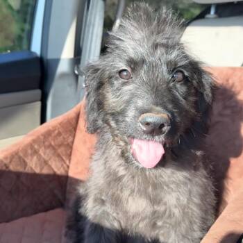 Lala -  Poodle Dog Available for Adoption in Daphne, Alabama - Lala | PetCurious