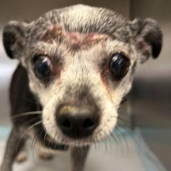Bella 26-10-151 -  Chihuahua Dog for Adoption in Bastrop, Texas - Bella 26-10-151 | PetCurious