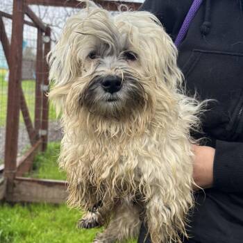 Maltese Dogs Available for Adoption - Murdoc | PetCurious