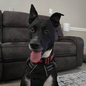 Rescue Greyhound and Hound Dogs for Adoption in Durham, North Carolina - Zeus Hermes | PetCurious