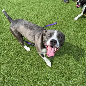 Mixed Breed Dogs Available for Adoption in Pittsburgh, Pennsylvania - Tsunami | PetCurious
