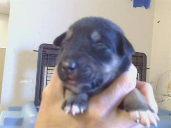 Husky Dogs Available for Adoption - GILROY | PetCurious