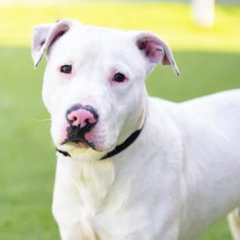 Rescue Pit Bull Terrier and Mixed Breed Dogs for Adoption in Camarillo, California - KAI | PetCurious