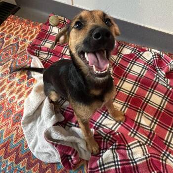 Frankenweenie 4924 -  Mixed Breed Dog for Adoption in Loxahatchee Groves, Florida - Frankenweenie 4924 | PetCurious