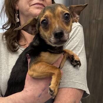 Mixed Breed Dogs Available for Adoption in Oak Brook, Illinois - Prim | PetCurious