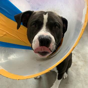 Pit Bull Terrier Dogs Available for Adoption - Dr. Zeus | PetCurious