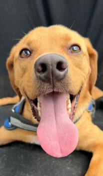 Ralphie -  Vizsla Dog for Adoption in Horseshoe Bend, Arkansas - Ralphie | PetCurious