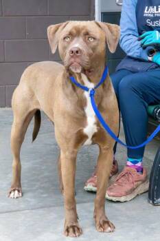 Mixed Breed Dogs Available for Adoption in Chamblee, Georgia - Arbol | PetCurious