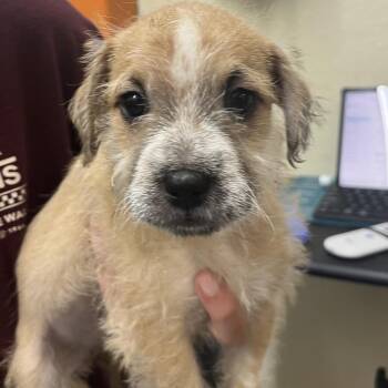 MILKY WAY -  Terrier and Mixed Breed Dog for Adoption in Richmond, California - MILKY WAY | PetCurious