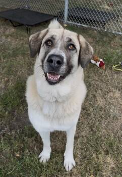 Rescue Anatolian Shepherd Dogs for Adoption in Delta, British Columbia - Cleo | PetCurious