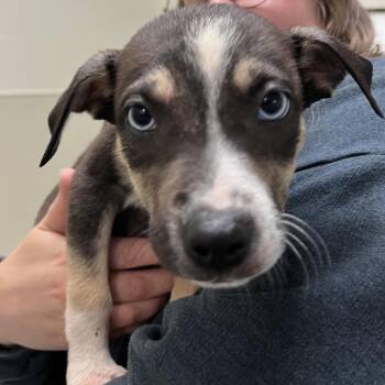 Chihuahua and Mixed Breed Dogs Available for Adoption in Roanoke, Virginia - Simon | PetCurious