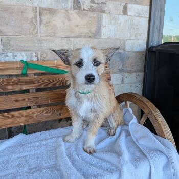 Cecilia -  Terrier and Cardigan Welsh Corgi Dog for Adoption in Chico, California - Cecilia | PetCurious