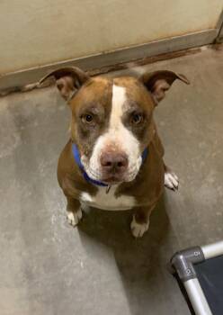 BB’s -  Pit Bull Terrier Dog for Adoption in Tucumcari, New Mexico - BB’s | PetCurious