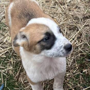 Cattle Dog Dogs Available for Adoption - Jospeh | PetCurious