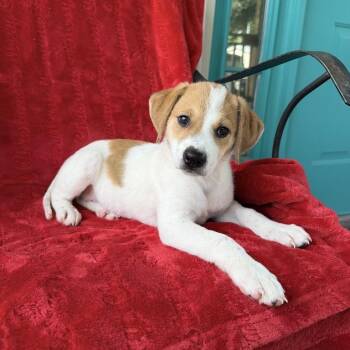 Missy Prissy -  Beagle and Mixed Breed Dog for Adoption in Carencro, Louisiana - Missy Prissy | PetCurious