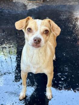 Sandra -  Chihuahua Dog for Adoption in Tucson, Arizona - Sandra | PetCurious