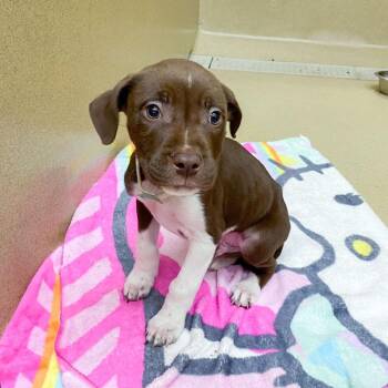 Airplane -  Chocolate Labrador Retriever and Pit Bull Terrier Dog for Adoption in Monroe, Georgia - Airplane | PetCurious