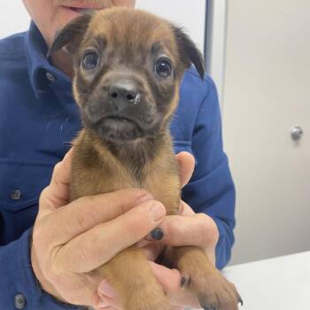 Mixed Breed Dogs Available for Adoption - Rose | PetCurious