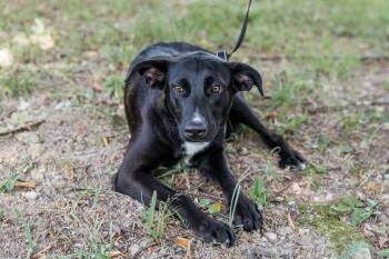 Rescue Feist Dogs for Adoption in Harrison, Arkansas - Piglet | PetCurious