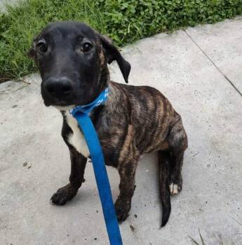 Rescue Boxer Dogs for Adoption in Kempner, Texas - Bugs | PetCurious