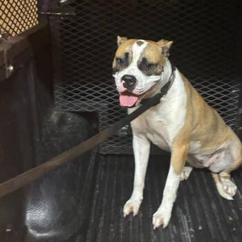 Smores -  Mixed Breed Dog for Adoption in Gadsden, Alabama - Smores | PetCurious