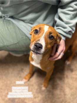 Hound Dogs Available for Adoption in Pottsville, Pennsylvania - Coral | PetCurious