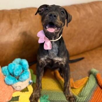Jan Brady Bunch -  German Shepherd Dog and Doberman Pinscher Dog for Adoption in Friendswood, Texas - Jan Brady Bunch | PetCurious