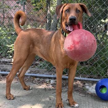 Dakota -  Rhodesian Ridgeback Dog for Adoption in Eatontown, New Jersey - Dakota | PetCurious