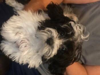 Rescue Shih Tzu and Poodle Dogs for Adoption in Colleyville, Texas - Curby | PetCurious