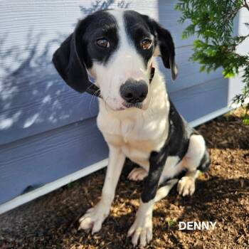 Rescue Australian Cattle Dog Blue Heeler Dogs for Adoption in Madisonville, Tennessee - Denny | PetCurious