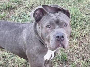 Rescue Mixed Breed Dogs for Adoption in Georgetown, Texas - Kano | PetCurious