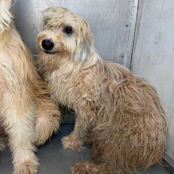Jenny -  Terrier and Mixed Breed Dog for Adoption in Edinburg, Texas - Jenny | PetCurious