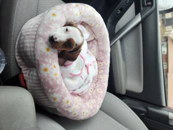 Dachshund Dogs Available for Adoption - Honey | PetCurious