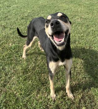 Rescue Mixed Breed Dogs for Adoption in Chickasha, Oklahoma - Milli | PetCurious