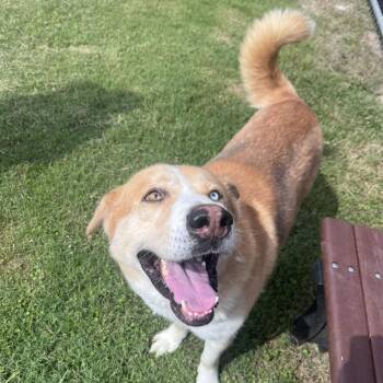 Curly -  Labrador Retriever and Husky Dog for Adoption in Beaumont, Texas - Curly | PetCurious