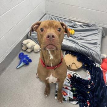 American Bulldog and Mixed Breed Dogs Available for Adoption - Oakley | PetCurious