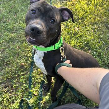 Jet -  Pit Bull Terrier Dog for Adoption in Kansas City, Missouri - Jet | PetCurious